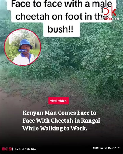Kenyan Plumber's Calm Cheetah Encounter in Rangai