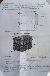 (b) Define the following:(i) DiploidWhere two pairs of genes ... | Filo