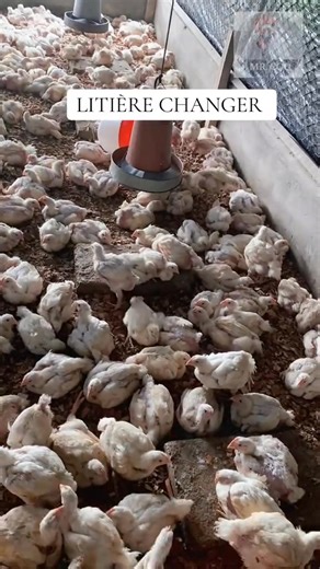 POURQUOI IL FAUT TOUJOURS CHANGER LA LITIÈRE 🪵🐥 Beaucoup d’éleveurs négligent un détail pourtant essentiel dans la réussite de leur élevage : le changement régulier de la litière. Dans cette vidéo, découvrez pourquoi ce simple geste peut sauver la vie de vos poulets et améliorer considérablement leur croissance et leur santé. La litière, c’est le sol sur lequel vos volailles vivent chaque jour. Quand elle reste sale ou humide trop longtemps, elle devient un véritable nid à microbes, bactéries 