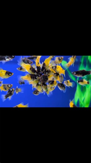 A real burst of colour the Bumble Bee Platy add a great deal of movement for your aquarium. Munching as usual on a Riverside Stick-on Shrimp Tablet. 😍😍😍 | Riverside Aquaria