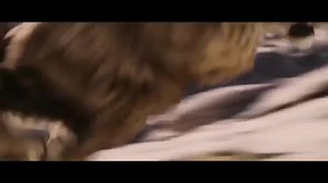 Powerful Lion Roars Captured in Stunning Video