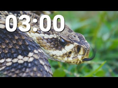 3 Minute Countdown Timer With Alarm - Snake