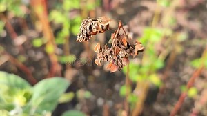 Growing Buckwheat. Ripe Buckwheat Grains on a Stem in a Field. Brown Buckwheat Stock Footage - Video of buckwheat, natural: 344801096