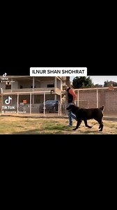 1.4K views · 68 reactions | أتشرف بتقديم الفيديو مره اخري عاوزين...