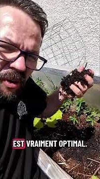 Grafted Tomatoes... Worth it or not?