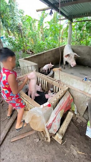 This is how we give vitamins for piglets for healthy body #backyardfarming