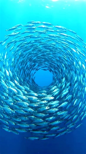 This Fish Vortex is Unreal 🌪️🐟