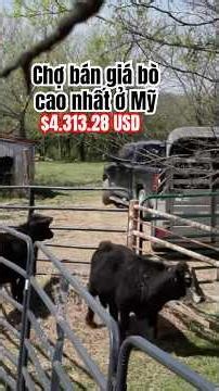 Bán 2 bê 7 tháng tuổi chợ đấu giá cao nhất ở Mỹ #quangtritexasfarm Nguoivietomy #livestockmarket
