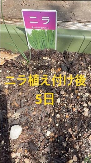 ニラ栽培 #ニラ #にら栽培 #ニラ栽培 #家庭菜園 #プランター栽培