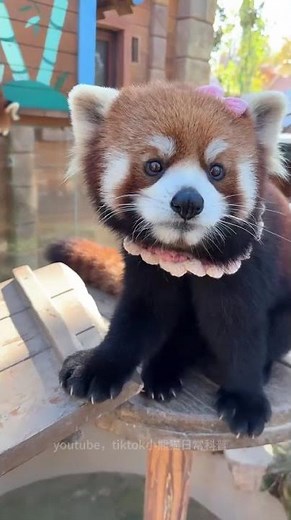 #Pan Pan's Little Red Panda Life Diary #潘潘小熊猫生活日记 #RedPanda