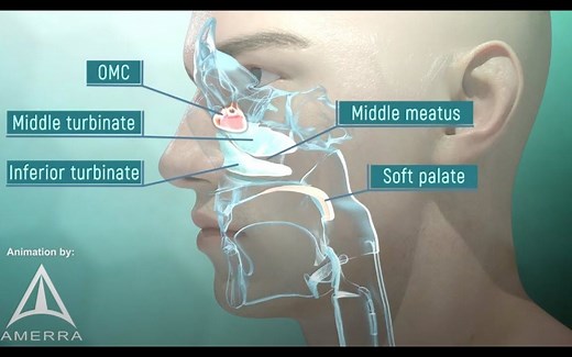人体解剖学 - 鼻的解剖 | 双语字幕 | 医学动画