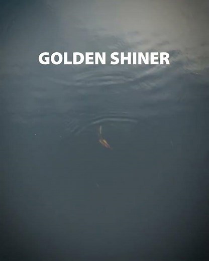 🟤 GOLDEN SHINER 🟤