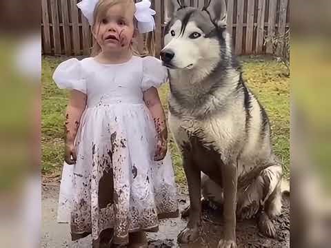 Dog and cat funniest moments 🤣 😆