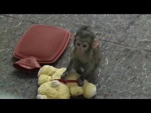Baby monkey escapes death and recovers in Rio's zoo