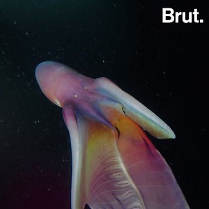 This "rainbow" blanket octopus puts on a mesmerizing show... 🌈 | Brut nature