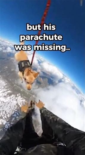 Military Dog Training Emergency Rescue 💔😭