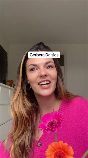 Gerbera Daisies: Meaning and Bright Colors