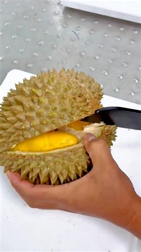Simple Tutorial on How to Open a Ripe Durian Safely to Enjoy the Soft Creamy Flesh #shorts