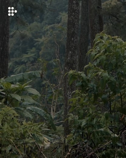 MUBI Australia & New Zealand on Instagram: "May 5th, 1923. The Dutch East Indies government celebrated the opening of a new radio station in West Java. It was called Radio Malabar. In March 2020, the local Indonesian government plans to reactivate the station as a historical site and tourist attraction. TELLURIAN DRAMA streaming now."