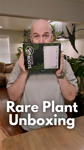 6.2K views · 1.3K reactions | I got a Bulbasaur Monstera! Rare plant unboxing. #rareplant #tissueculture #alocasia #monstera #unboxing #palmstreet | The Plant and the Pour | Facebook