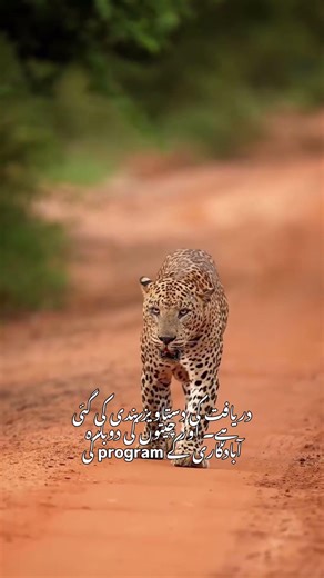 Saudi Arab ke gharon mein "Mummified" Cheetahs ki daryaft! 🐆