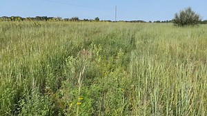 Habitat Hints: MDC's Austin Dixon tells us about the importance of having a diverse habitat. Learn more in the video below. | Missouri Dept. of Conservation