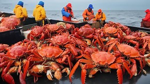 Revealing the Engaging World of King Crab Processing