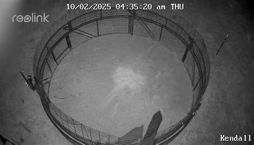 #1313 waiting to relocate the Kendall trap and these guys slipped in | Thermal Solutions Hog Control