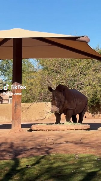 Today’s agenda: @Phoenix Zoo Beat the spring break rush, out before noon for lunch! #phxzoo #exploreaz #springbreak #phoenix #papagopark