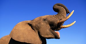 Elephant Attacks And Kills Woman At Wildlife National Park In Heartbreaking Tragedy