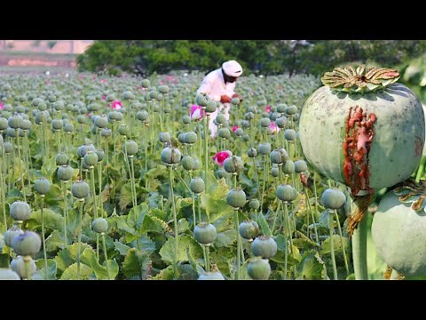 अफीम की खेती | Afeem ki kheti | Opium farming | Afim ki kheti kaise ki jati hai, Advance agriculture