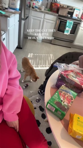 Cat's Silly Yogurt Punching Incident