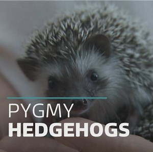 124K views · 149 reactions | Thinking about getting a pygmy hedgehog? You might want to watch this first .... | ITV London | Facebook