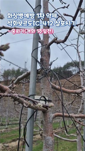 화상병 방제는 홍뢰기때 #전엽기 #녹색선단기 #사과농사 #꽃눈 #홍뢰기 #화상병 #방제 #석회보르도 #사과나무 #잉매힐스사과농원