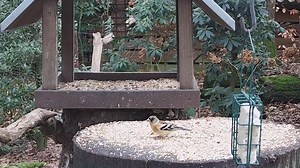 Vogels kijken is goed voor je!😊 Dat wisten wij allang maar ook onderzoek wees uit dat het zien of horen van vogels je mentale welzijn verbetert. Geen tuin of park in je buurt? Kom tot rust bij de live beelden van deze Gelderse vogeltuin: ⬇️🥰 https://www.vogelbescherming.nl/tuinvogeltelling/webcam-voedertafel Tip: geluid aan! 🎶🦜 | Vogelbescherming Nederland