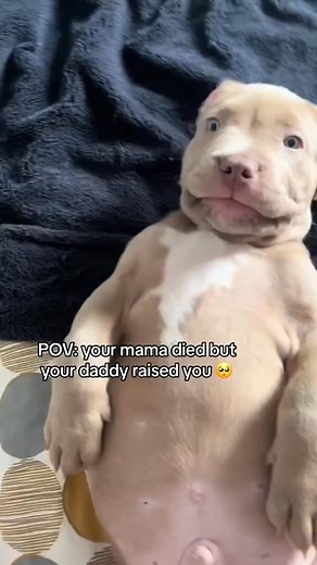 Daddys boy #xlbully #fyp #foryoupage #dogsoftiktok | Dogs k9
