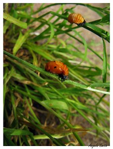 Ladybug In Pupa Stage