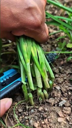 The Right Way to Harvest Chives So They Can Grow and Be Harvested Repeatedly