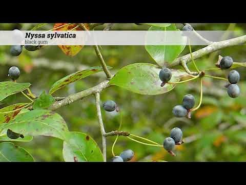 black gum (Nyssa sylvatica)