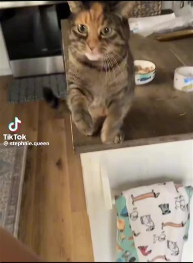 poop mcdinglefart (@marveljeysus)’s videos with sonido original - ⚡️E M I ⚡️