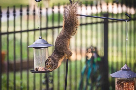These Airborne Squirrels Have Us in Awe