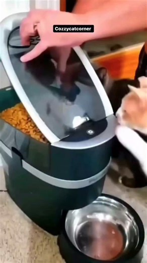 Kitty Paw on Instagram: "In Japan, researchers are using smart walkways to turn everyday activities into clean energy 4. These roads are embedded with special piezoelectric material that can collect kinetic energy from pedestrians' footsteps. When people walk, run or jump, the road surface is slightly deformed, creating mechanical pressure. Piezoelectric crystals convert this pressure into electrical energy. This energy can be used to illuminate street lights, power public displays, and even mon