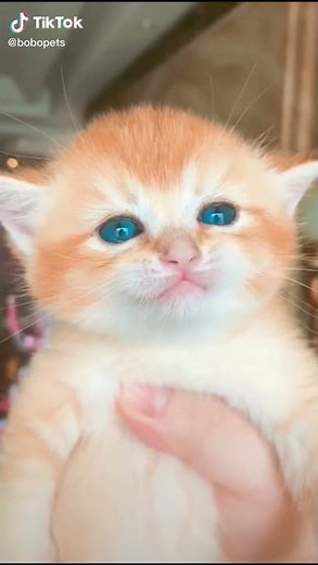 suara kucing meong meong cute