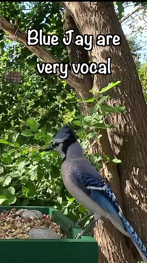 Discover the Fascinating Calls of Blue Jays and Their Mimicry Abilities