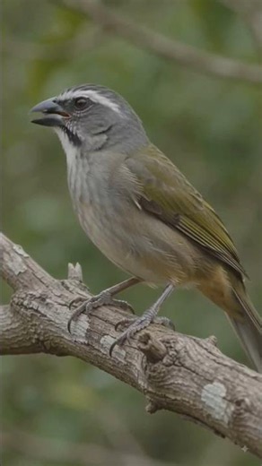 O MELHOR REMÉDIO PARA ROUQUIDÃO ‼️ #aves #passaros #trincaferro