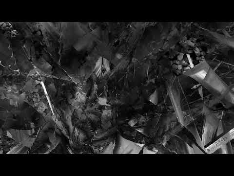 Ismael Pinkler - Desde el sonido