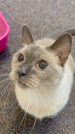 Meet Pixie, a wonderfully unique cat looking for her forever home. Pixie has degenerative retinas, which means she is losing her eyesight and will eventually become completely blind. While surgery or medication cannot fix her condition, this lovely lady gets around like a pro and she embraces life to the fullest. Pixie adores playing with her favorite toys and can't resist the joy of head scratches from her humans. Pixie is ready to meet you - stop in during our open hours to say hello! 🐾❤️✨ | 