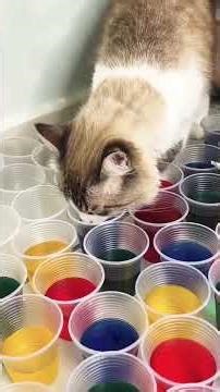 Changing Flowers Colour #amazingfacts #facts #shorts #love #flowers