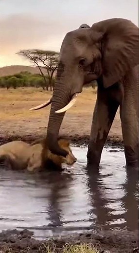 Epic Elephant vs. Lion Standoff: Nature’s Incredible Power Struggle at the Waterhole 🐘🦁