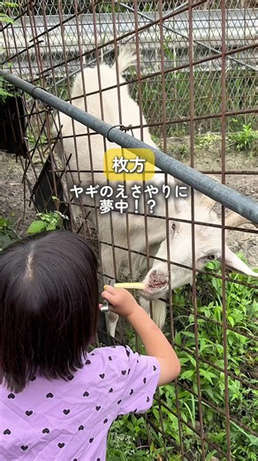 【枚方】ヤギがいる🐐ソフトクリームがおいしい農園カフェ @shima2_osaka_odekake 👆その他の投稿はこちら 雨の日やったのに… 着いた瞬間晴れた奇跡🥹☀️ まるでご褒美みたいなタイミングで出会えた 農家さんが営むデザート屋さん🍦🌿 おしゃれな空間で食べるソフトクリームは濃厚で絶品♡ 子どもたちは100円でできるヤギのえさやりに夢中🐐 さらに農園で採れた無農薬野菜の揚げ物もあって、 たけのこと新玉ねぎの甘さにびっくり😳✨ 美味しすぎて新玉ねぎまで買って帰りました🧅💕 寝屋川から車で約30分🚗 自然もグルメも楽しめるから、 ちょっとおでかけしたい日にぴったり😊 保存して次のおでかけ候補にしてね♪ 【スポット情報】 📍農家のデザート tsikysoft 大阪府枚方市杉責谷1-992-3 🚗 駐車場無料 🕘 営業時間：10:30〜16:30 📅 営業日：月・水・金・土（祝日除く） 👛 現金支払いのみ 寝屋川発の子連れおでかけ情報発信中🫶 @shima2_osaka_odekake 👆フォローして次のおでかけ先もチェック！